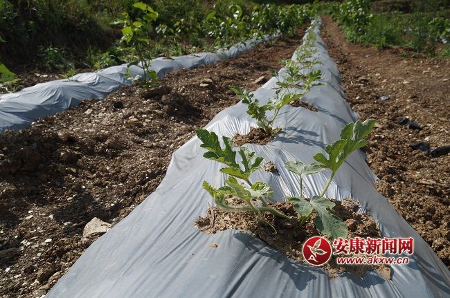 һLϲYֽB@һN ۵ă(yu)|(zh)ƷNĿǰЈϡȱۃrͨƷNϡ.JPG