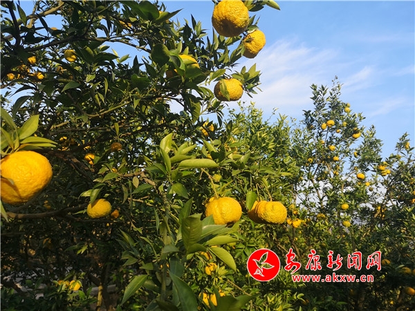 Ѯꖿh�κ��(zh��n)�����{�^��ϲ�@�S��