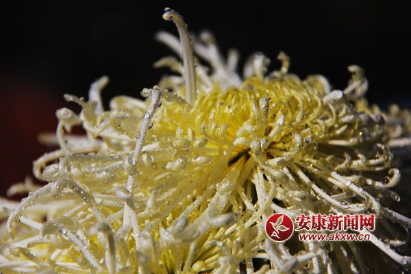 9���ջ���������ʢ�_�����������������Ƣ������ӭ�L(f��ng)ŭ����׿Ȼ���������S�ٻ�ͬ�������c�ٻ����������c�������s�����c�ĺɠ��G