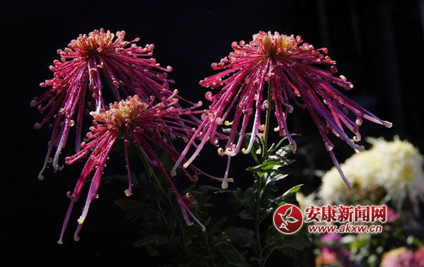 2���ջ���ʒɪ�����L(f��ng)�Џ�����׌���c(di��n)����ļ���(ji��)���ˎ׷������͜�������ɫ�ջ��_�û��F(tu��n)�\�ء���(zh��ng)�涷�G��׌���p�Đ�Ŀ���ĕ�������