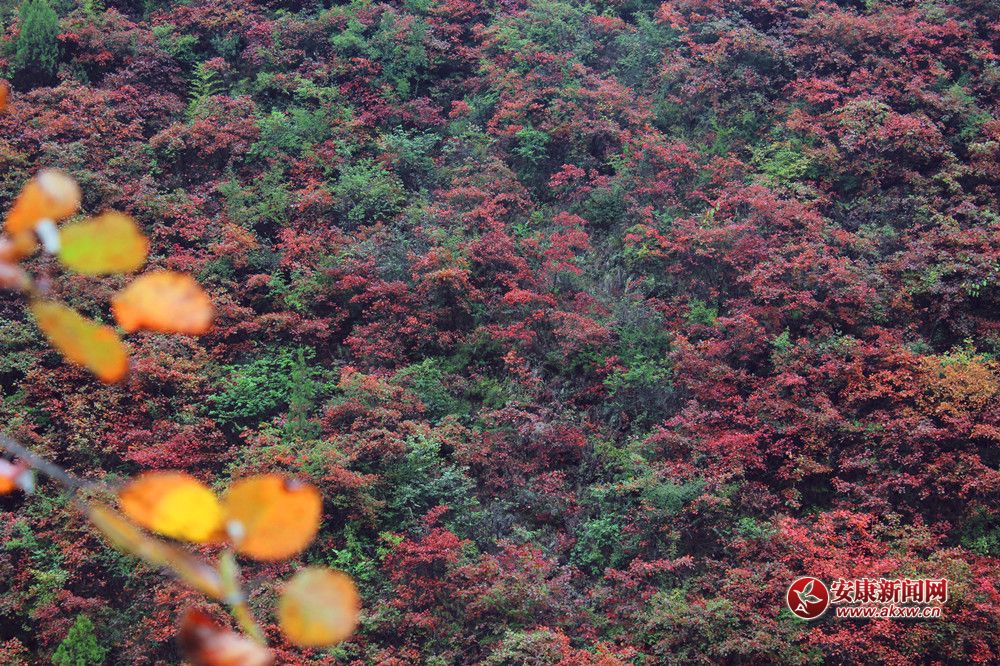 ���(y��ng)�t�~�ּt��  ����׌������