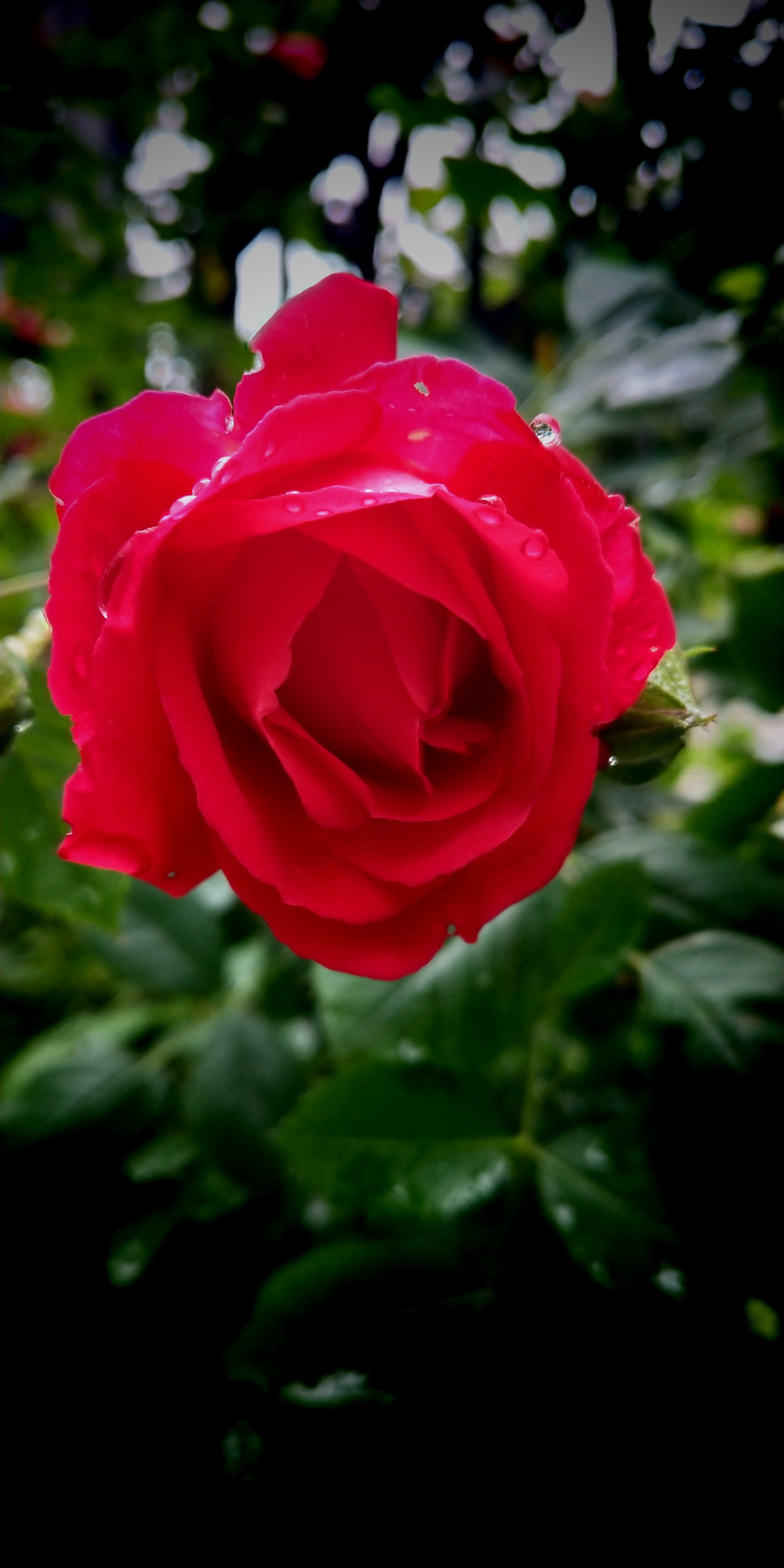 ����  ���\